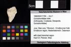 Foto (Objket + Etiketten) von Cracensigillatus acutirostris (Moericke, 1889) 